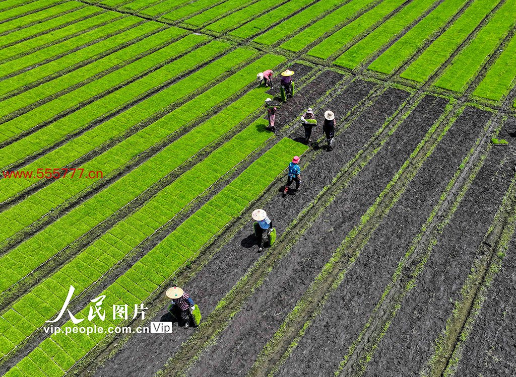 江苏泰州：杂交水稻收场父母本秧苗机械化移栽