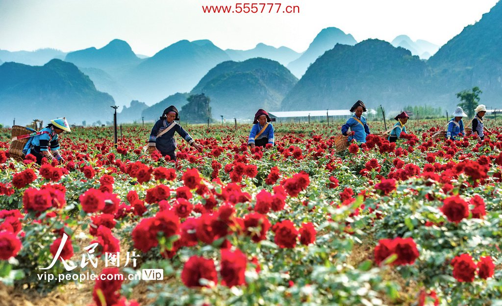 6月15日，丘北县花农在栽种基地采摘玫瑰。